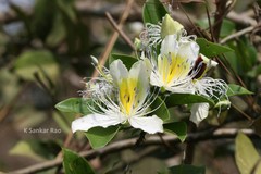 Capparis brevispina